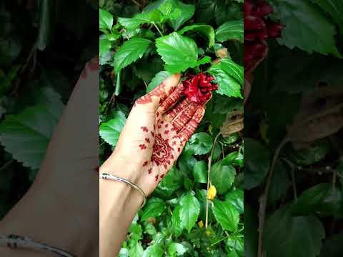 ||chinese hibiscus🌺||#trending #viralsong #viralvideos#hibicus #chinese#shortsviral#flowers #shorts