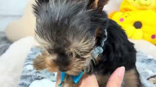 ヨークシャーテリアの動画01