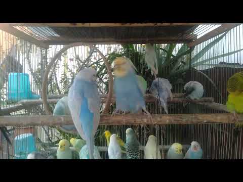 🐦 Ultimate Budgie Care Guide for Beginners in the USA 🇺🇸