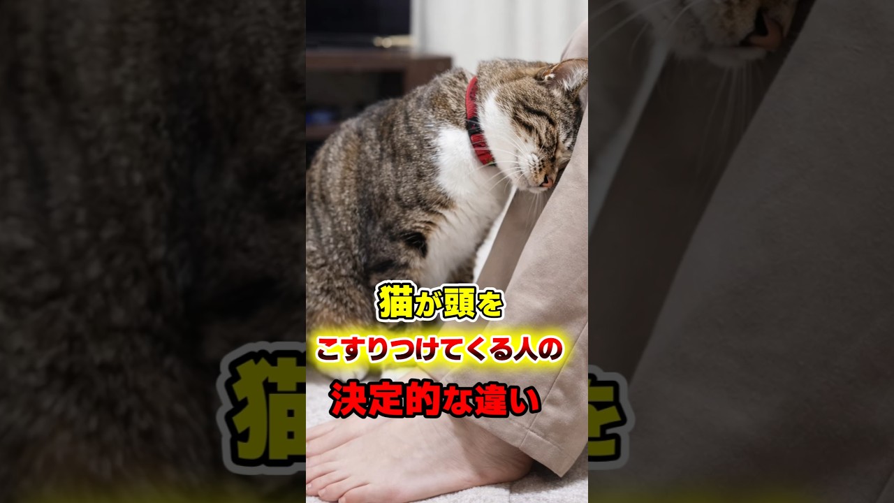 実は決まってます…猫が頭を擦りつける相手