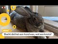 Mega-konijn Guus populair in de buurt én op Instagram ?