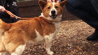 Adopt Don't Shop: The amazing work done by the DSPCA