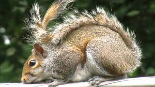 preview picture of video 'Squirrel on the a high voltage cable, Atlanta, Georgia, United States, North America'