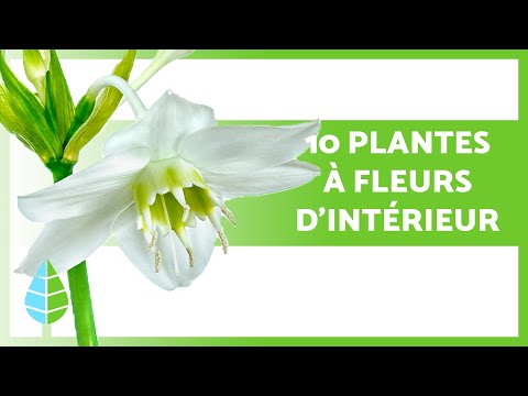 , title : '10 PLANTES à FLEURS pour INTÉRIEURS 🌺 (Noms et Soins)'