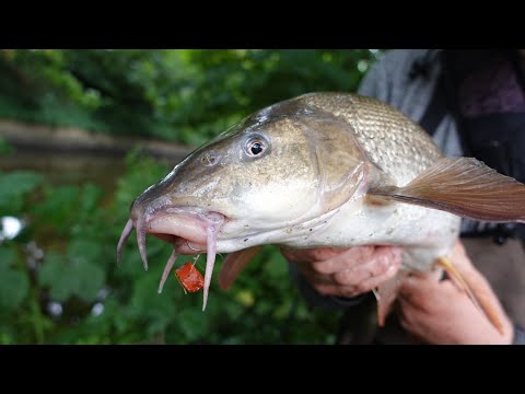 Barbe og døbel guffer kød