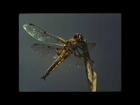 Ökologie der Feuchtwiese