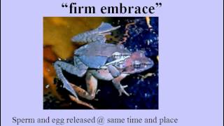 Frog Dissection Biocast