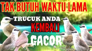 Download lagu Terapi trucukan agar cepat gacor || pagi siang malam jadi ngeplong mp3