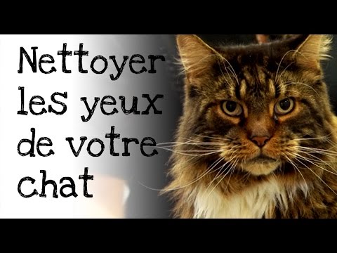 comment nettoyer oeil chat