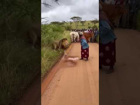 ingle angle rural road cam  An elderly village woman steps forward fearlessly while a full grown lio