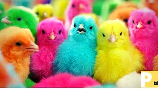 Som de pintinho - canto de pintinhos - pintinho piando