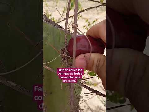 aqui na minha região não choveu ainda aqui em marcolândia no Piauí #aves #passaro