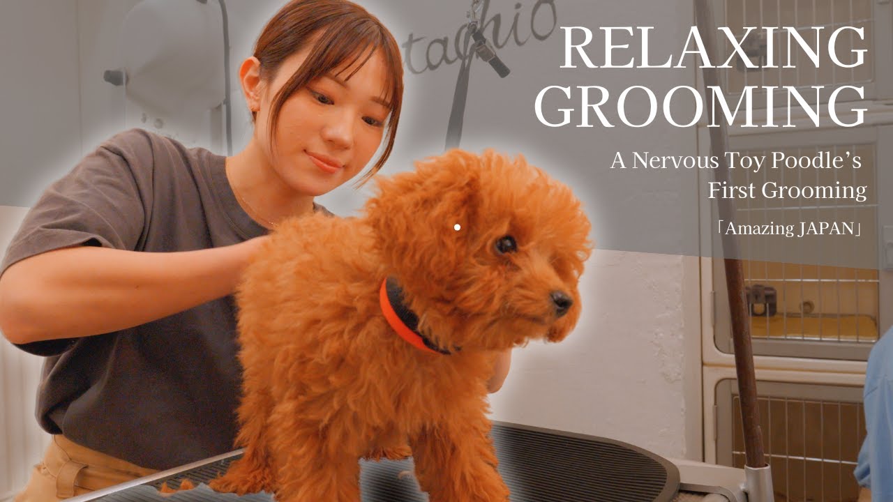 A Nervous Toy Poodle Is Completely Relaxed by a Japanese Female Groomer