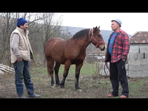 Manjii lui Ciobre de la Bunesti, Cluj - Prezentare manji cu Nea' Costel 2019 Nou!!!