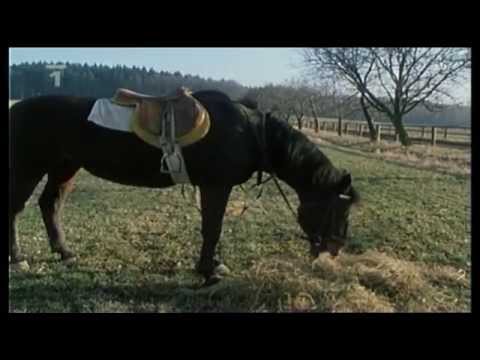 Mám nejhoršího koně  -  Jaroslav Uhlíř