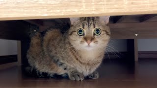 Youtuber ポムさんとしまちゃん ねこべや 最新動画15件 広告出ません Youtuber ポムさんとしまちゃん ねこべや 最新動画15件 広告出ません