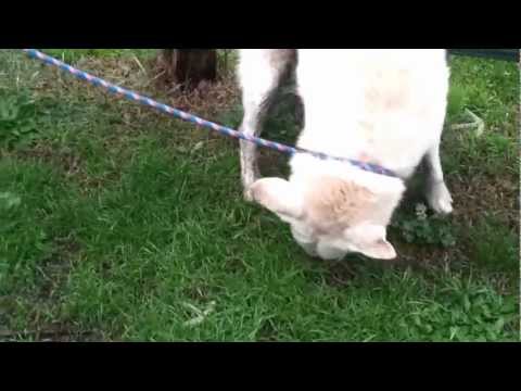 BIANCA Fondazione Prelz Onlus