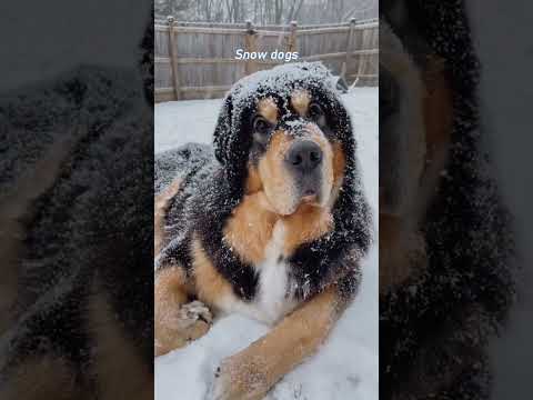 He refuses to come inside when theres snow on the ground 😂#snowdog #happydog #tibetanmastiff
