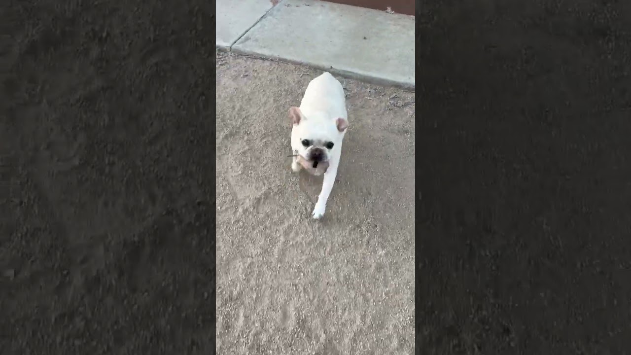 Enlarge Indie, a Adoptable French Bulldog in Pacific Grove, CA video 6/6