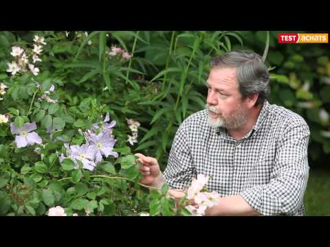 comment traiter les fourmis au jardin