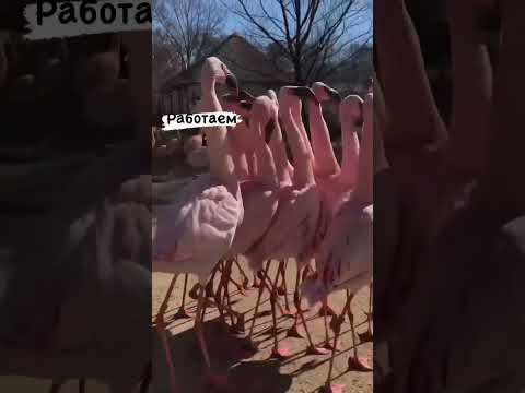 Plameniak veľký (Phoenicopterus roseus) v prírode