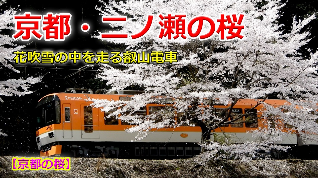 【京都の桜】二ノ瀬の桜、花吹雪の中を走る叡電（2026年4月6日　京都市左京区）The cherry blossoms in Ninose, Kyoto, are beginning to fall