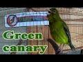 Best Canary Singing In FullHD Green Canary