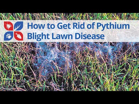  Pythium Blight Lawn Disease Treatment Tips Video 