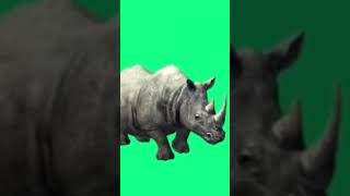 Download lagu Rhinoceros Green Screen Free Download Footage No Copyright Real Life mp3 Download lagu Rhinoceros Green Screen Free Download Footage No Copyright Real Life mp3
