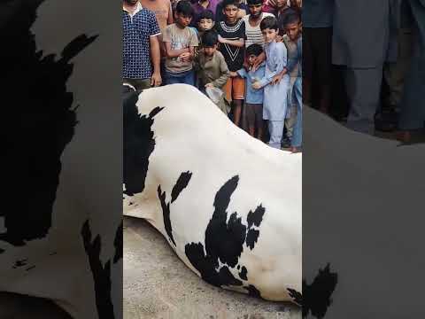 Eid UL Adha Qurbani OF Big Cow #karachi $#animals #viral #cow #k1tvurdu