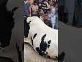 Eid UL Adha Qurbani OF Big Cow Karachi Animals Viral Cow K1tvurdu