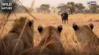 ÁFRICA SELVAGEM — Quando a Caçada Sai do Controle | Documentário Animal