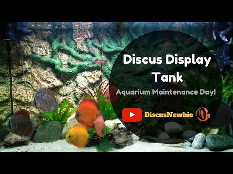 Discus display tank: Water change & Maintenance