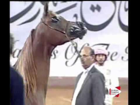 N.73 D YAMAMAH - Ajman 2016 - Fillies 2 years old (Class 2B)