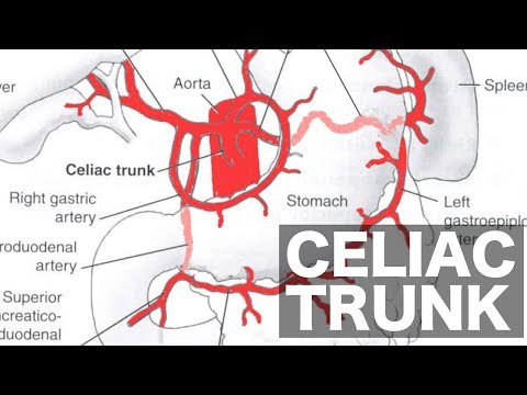 Celiac Trunk Anatomy
