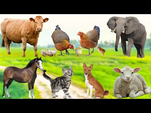 Collection of Cute Little Animals: Cat, Chicken, Duck, Dog, Cow, Horse,Elephant - Cute animal videos