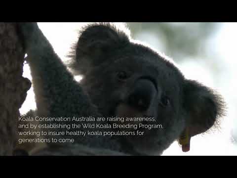 Koala Conservation Wild Breeding Visitor Centre - Guulabaa - Place of Koala