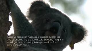 Koala Conservation Australia Wild Koala Breeding Program Guulabaa