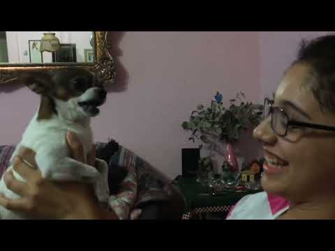 Cesia y Max el Chihuahua gruñón!