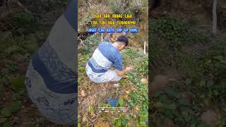 Download lagu Kata SUN GO KONG #shorts #quotes #motivasi #inspirasi #inspirasi55 mp3