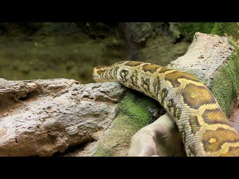Outrageous Encounter with an African Rock Python!