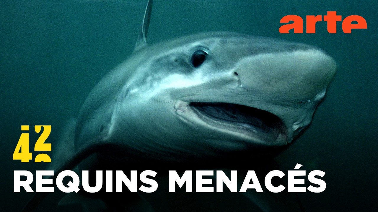 Et si les requins disparaissaient ?  | 42, la réponse à presque tout | ARTE