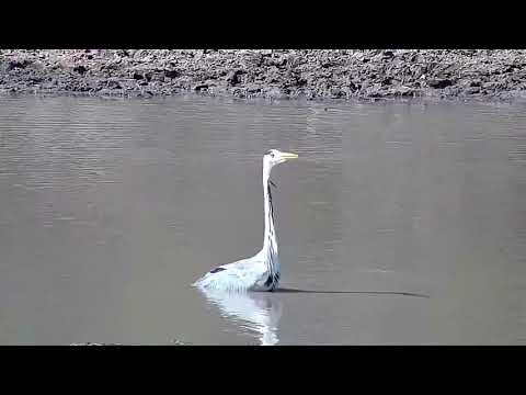 Djuma: Grey Heron - 14:08 - 09/12/21