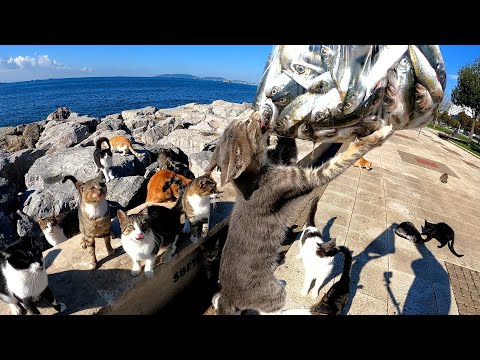 MEOW MISSION and Adorable Paws