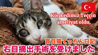 【盲目猫てっちん】右目の摘出手術は想像以上に大変でした。Teççin göz ameliyat oldu.