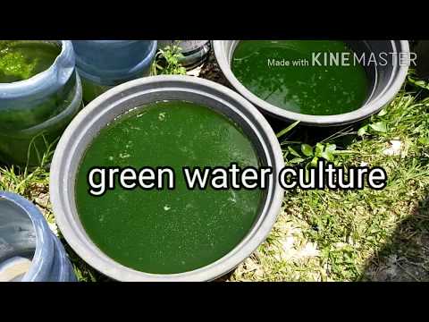 Green water culture tutorial. phytoplankton culture. 100% success rate.