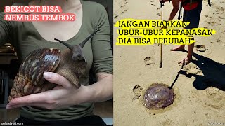 Download lagu BARU TAHU..!! Fakta-fakta Hewan ini Pasti Belum Kalian Ketahui mp3