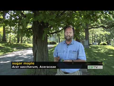Trees with Don Leopold - sugar maple