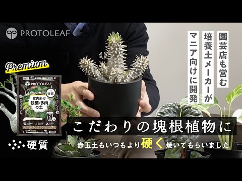 【室内向け観葉・多肉の土 硬質 Premium】植えつけ編
