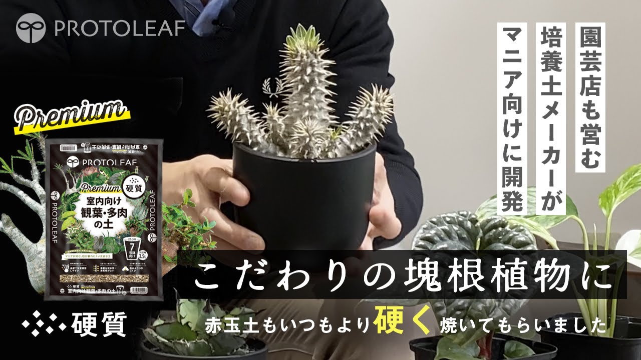 【室内向け観葉・多肉の土 硬質 Premium】植えつけ編
